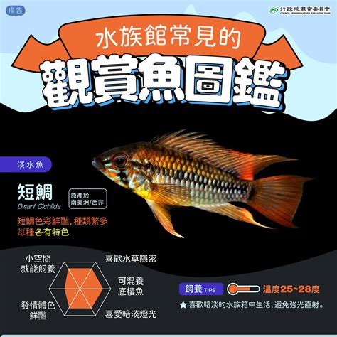 大型觀賞魚圖鑑|觀賞魚(具有觀賞價值的魚類):種類,金魚,海水魚,脂鯉科,花鱂科,攀。